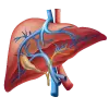 Liver