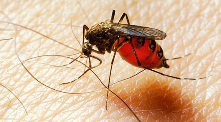Malaria Symptoms