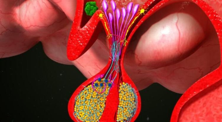Pituitary Tumor Symptoms