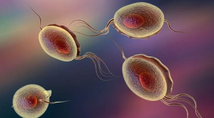 Trichomoniasis Symptoms